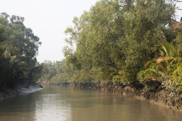 View over the river in the Sundarbans national park, famous for its Royal Bengal Tiger in Bangladesh
