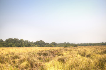 Obraz premium Grass field in the Sundarbans national park, famous for its Royal Bengal Tiger in Bangladesh 