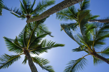 Fototapeta na wymiar Palms, sun and blue sky