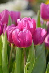 Pink tulips (Darwin Hybrid Tulips)