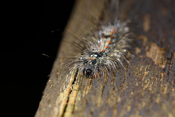 Macro of orange dotted hairy catepillar (lymantria dispar)