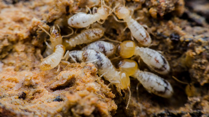 termite