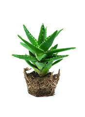 Aloe vera isolated on white background