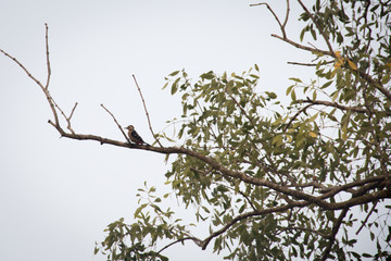 Wood pecker in the Sundarbans national park, famous for its Royal Bengal Tiger in Bangladesh
