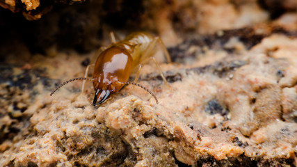 termite