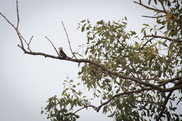 Wood pecker in the Sundarbans national park, famous for its Royal Bengal Tiger in Bangladesh
