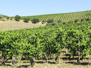Fototapeta na wymiar vineyard in Sicily, Italy