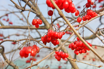 viburnum. Spring, the sun