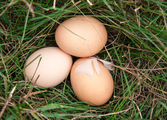 three chicken eggs lying in a green grass