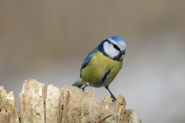 blue tit sitting on a tree