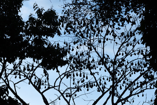 A silhouetted image of flying foxes aka fruit bats roosting in a tree against a blue and cloudy evening sky