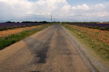 Fototapeta na wymiar road along lavender fields, Plateau of Valensole, Provence, France