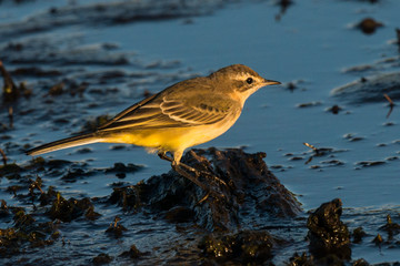 Western yellow wagtail