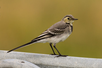 Western yellow wagtail