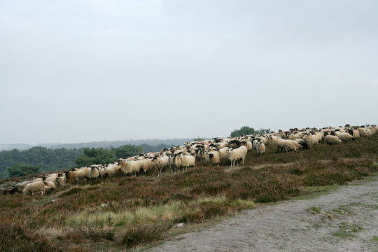 Sheep on the hill on the hei