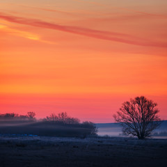 Tree without leaves background of clouds at dawn. The sky in the early morning. Fog over the meadow.