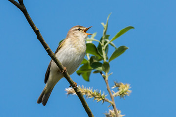 Willow warbler