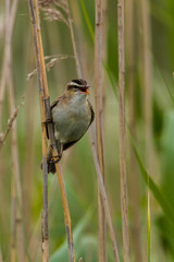Sedge warbler