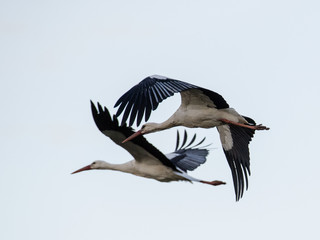 Storch