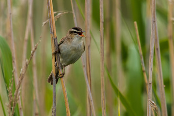 Sedge warbler