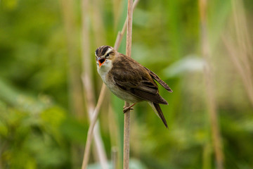 Sedge warbler