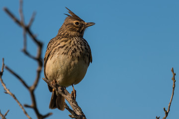 crested lark