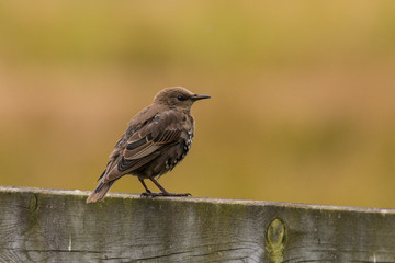 young common starling
