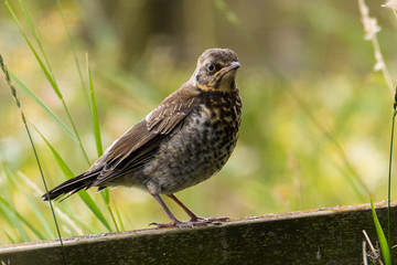 young common starling