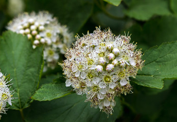 Puzyreplodnik kalinolistny, Physocarpus opulifolius