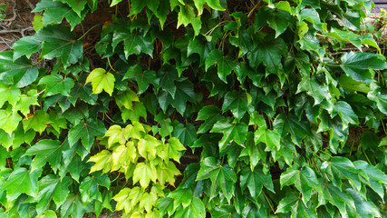 Fototapeta na wymiar Ivy or Hedera background