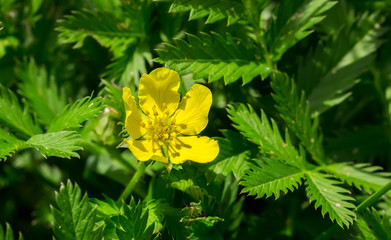 Potentilla anserina, Silverweed