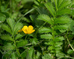 Potentilla anserina, Silverweed