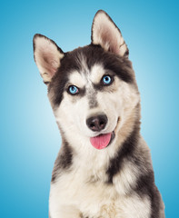 Portrait of Siberian husky On a blue background