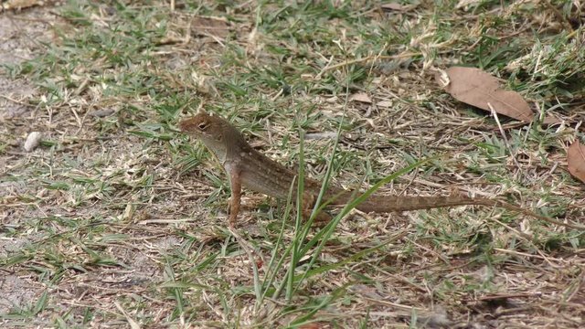 Common Florida Lizard on the Ground