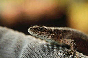 lizard reptile
