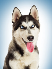 Portrait of Siberian husky on blue background