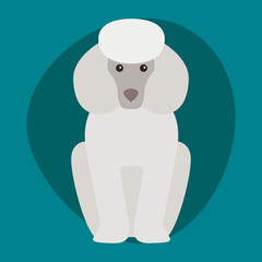 Funny cartoon dog character bread illustration in cartoon happy puppy and poodle isolated friendly mammal adorable mascot canine vector illustration.