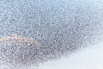 Stormo di uccelli migratori