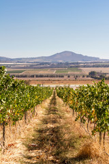 Naklejka premium Vineyard