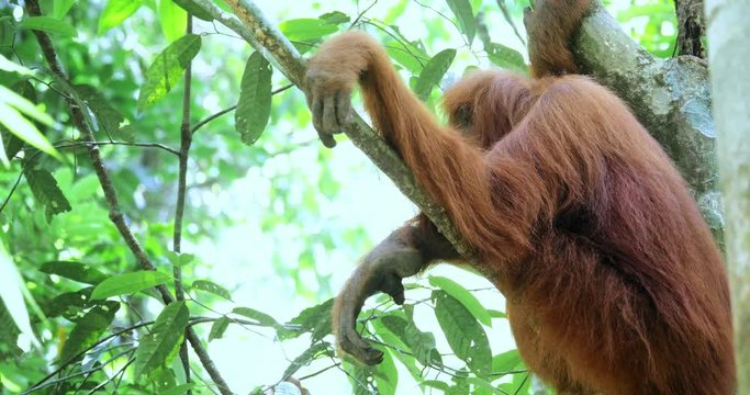 Wild orangutan in Sumatra forest reserve in Indonesia. Wildlife nature and endemic flora and founa in asian rainforest jungle