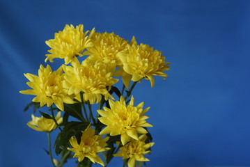 Хризантемы