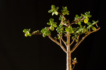 Money tree, crassula plant on black background