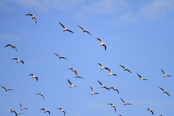 flock of seagulls