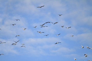 flock of seagulls