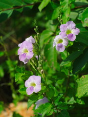 Laurel Clockvine or Thunbergia laurifolia