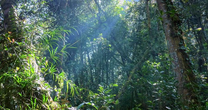 Rays and beams of sun light shine through jungle forest canopy at sunny day. Peaceful and tranquil scene of wild tropical nature, evergreen rainforest beautiful landscape