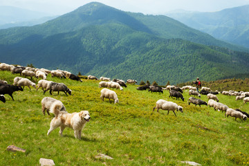 Carpathian shepherd dog helps herd sheep