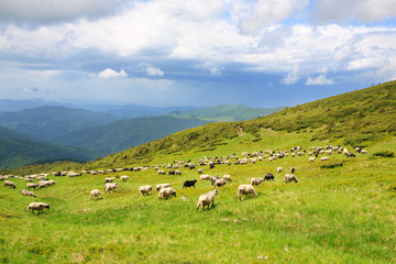 Fototapeta na wymiar Sheep in the alpine meadows