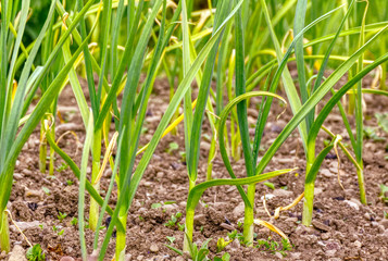Spring garden plants, green young leaves garlic plants