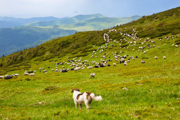 Carpathian shepherd dog helps herd sheep